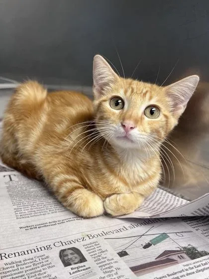 A baby small-sized male Domestic Short Hair cat named Potato for adoption in Houston, TX