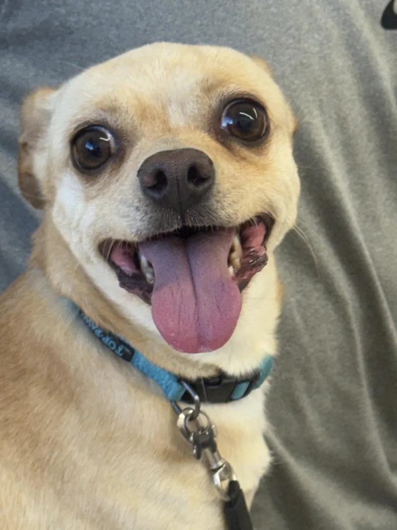 An adult small-sized female Dachshund dog named Chancho for adoption in Sonora, CA