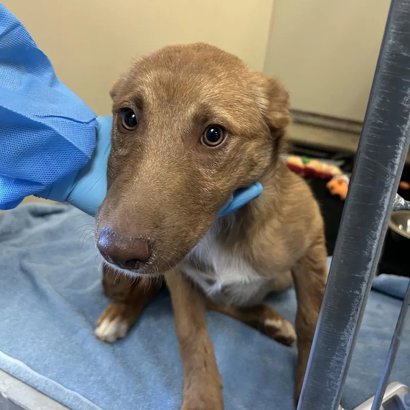A baby small-sized female Brown / Chocolate Mixed Breed dog named Chirp for adoption in Flagstaff, AZ