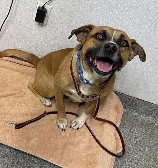 An adult medium-sized male Pit Bull Terrier dog named Frank for adoption in Escondido, CA