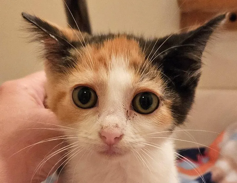 A young small-sized female Calico Domestic Short Hair cat named Cameo for adoption in Columbus, IN