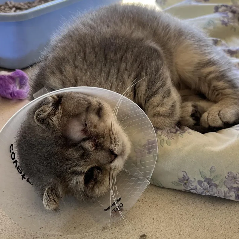 A baby small-sized male Gray / Blue / Silver Scottish Fold cat named Scottie for adoption in Calverton, NY