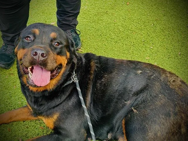 An adult large-sized female Rottweiler dog named Luna for adoption in Orlando, FL
