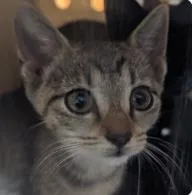 A baby medium-sized female Domestic Short Hair cat named Armchair for adoption in West Chester, PA