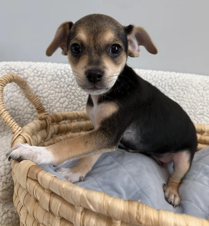 A baby small-sized male Tricolor (Brown, Black, & White) Beagle dog named Hawk for adoption in Lawrenceville, GA