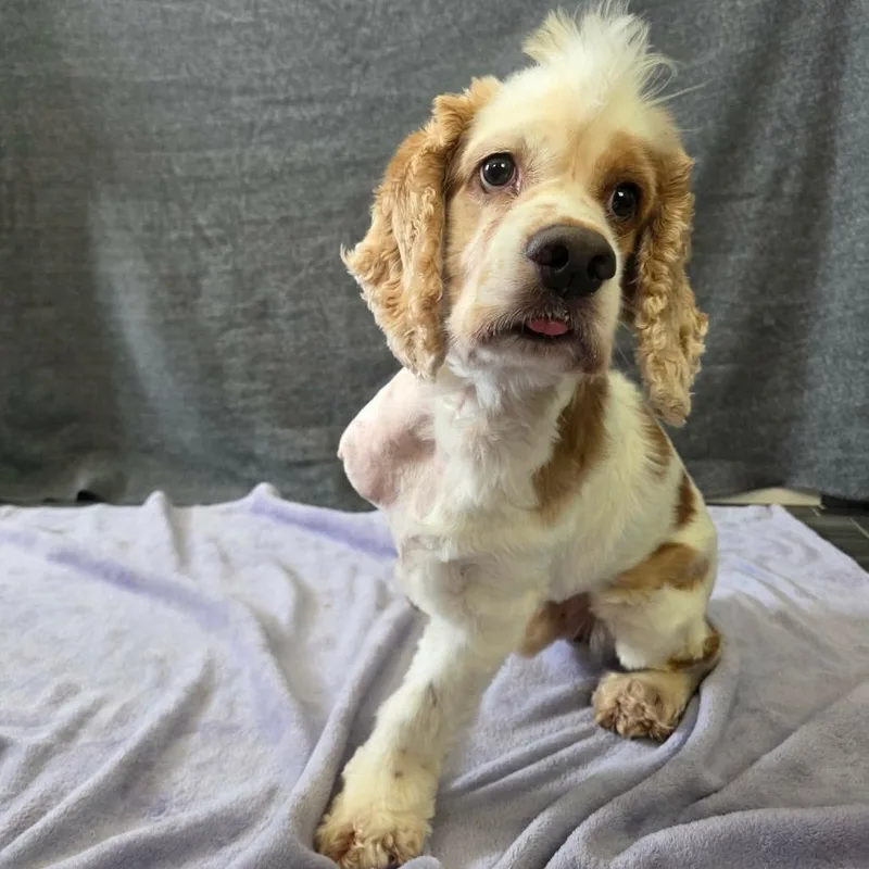 An adult medium-sized male Brown / Chocolate Cocker Spaniel dog named Skunk for adoption in Jackson, MO