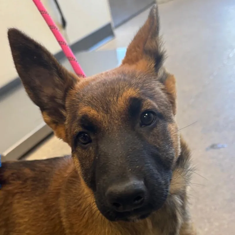 A baby medium-sized female Yellow / Tan / Blond / Fawn Mixed Breed dog named 112127 for adoption in Las Cruces, NM