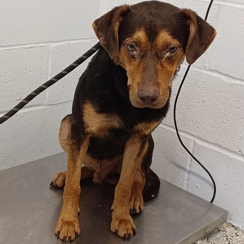 A young medium-sized male Brown / Chocolate Doberman Pinscher dog named Johnny Boy for adoption in Hattiesburg, MS