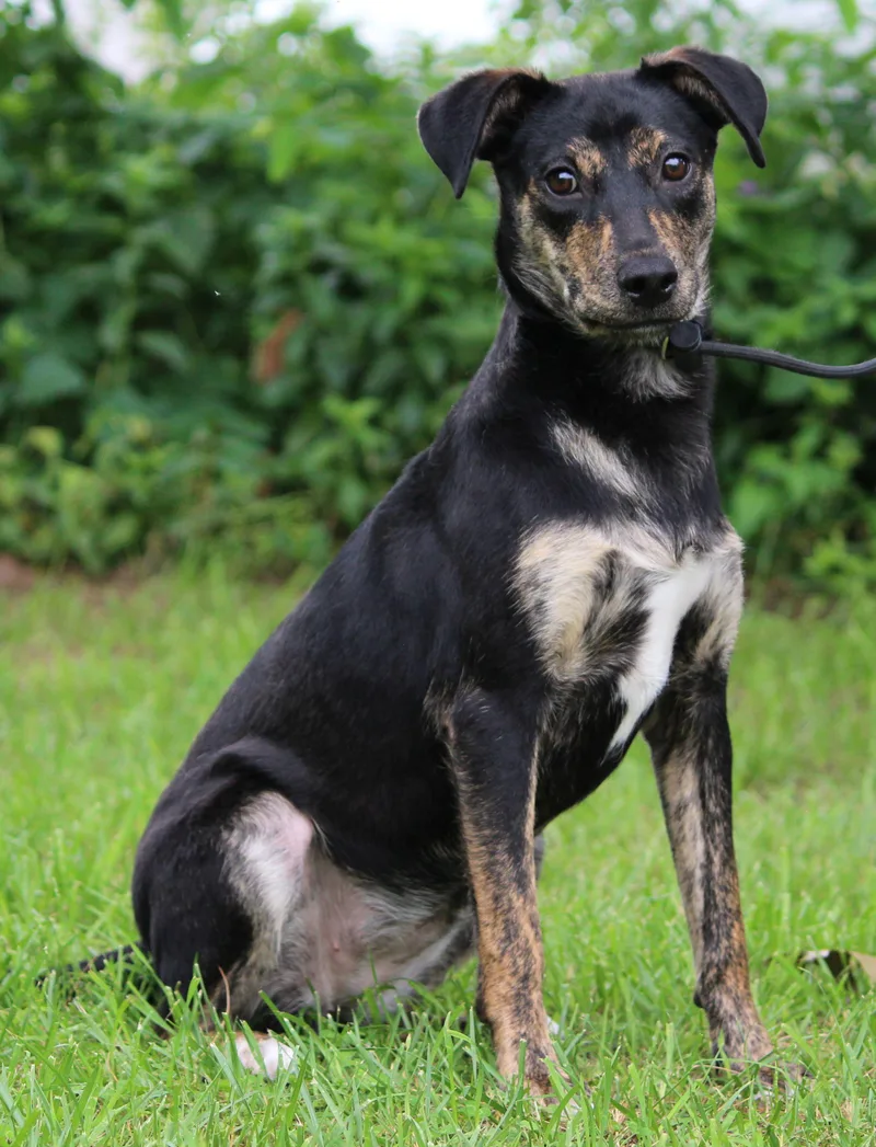 A young medium-sized female Mixed Breed dog named Chicha for adoption in Portage, WI