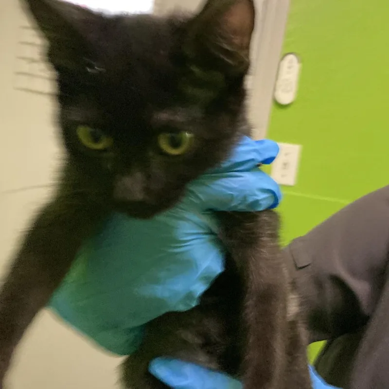 A baby small-sized male Black Domestic Short Hair cat named Binkie for adoption in Midland, TX