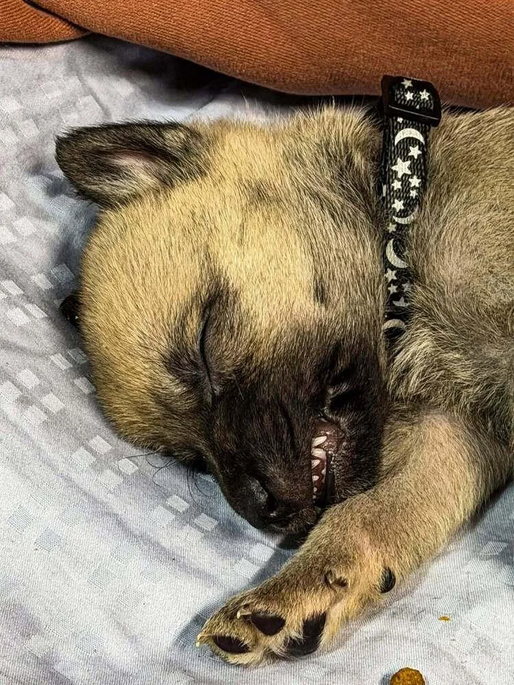 Cali Litter  Boomer thumbnail 2