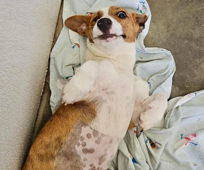 A baby medium-sized female Mixed Breed dog named Raylie for adoption in Thousand Oaks, CA