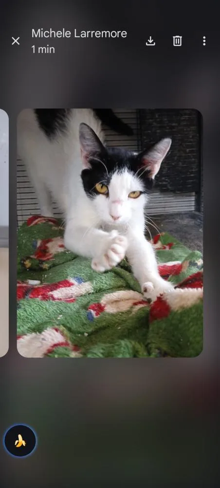 A young small-sized female Black & White / Tuxedo Domestic Short Hair cat named Anjelica Huston for adoption in Thatcher, AZ