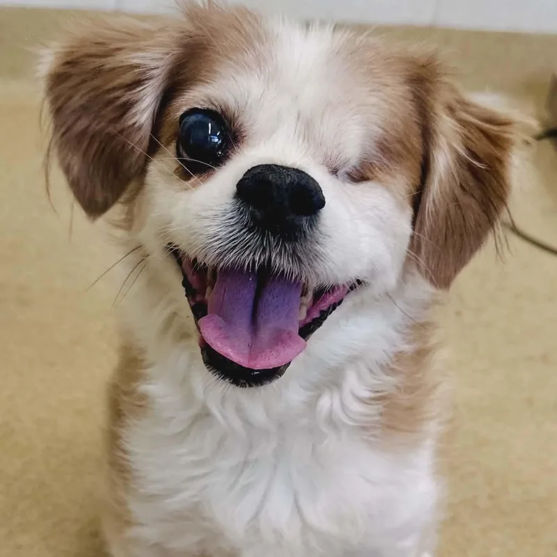 A senior small-sized male Golden Cocker Spaniel dog named Fitz for adoption in Rockville, MD