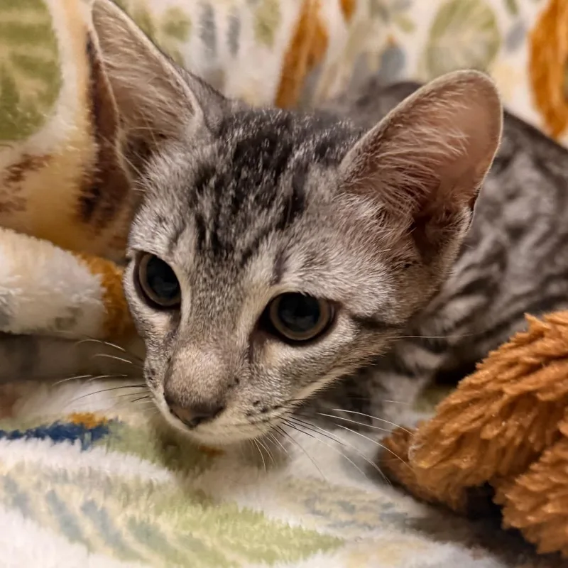 A baby small-sized male Domestic Short Hair cat named InvisiBilly for adoption in Santa Barbara, CA