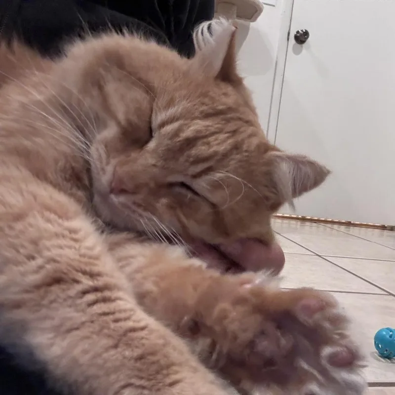 An adult large-sized male Orange / Red Domestic Short Hair cat named Chooch for adoption in Santa Rosa, CA