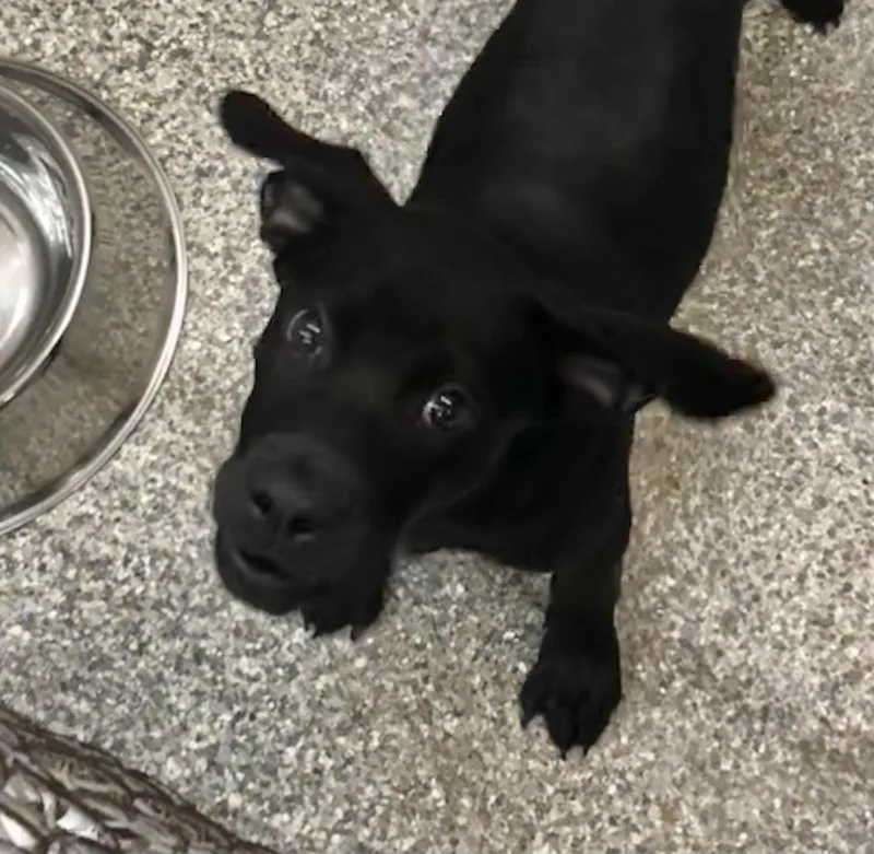 A baby medium-sized male Black Labrador Retriever dog named Jet for adoption in Parma, OH