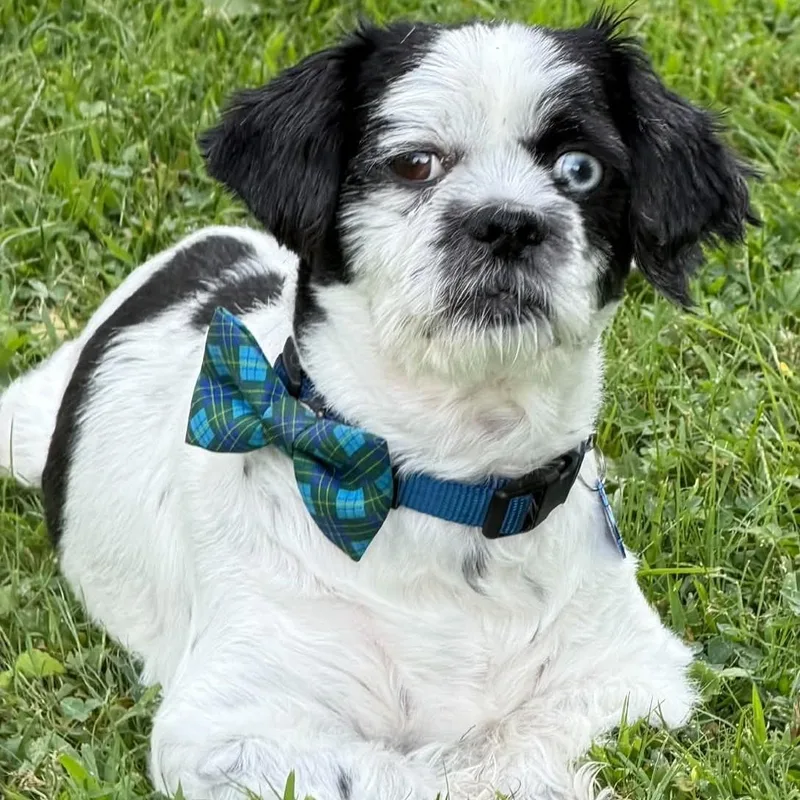 A young small-sized male Shih Tzu dog named Valentine for adoption in Cherry Hill, NJ