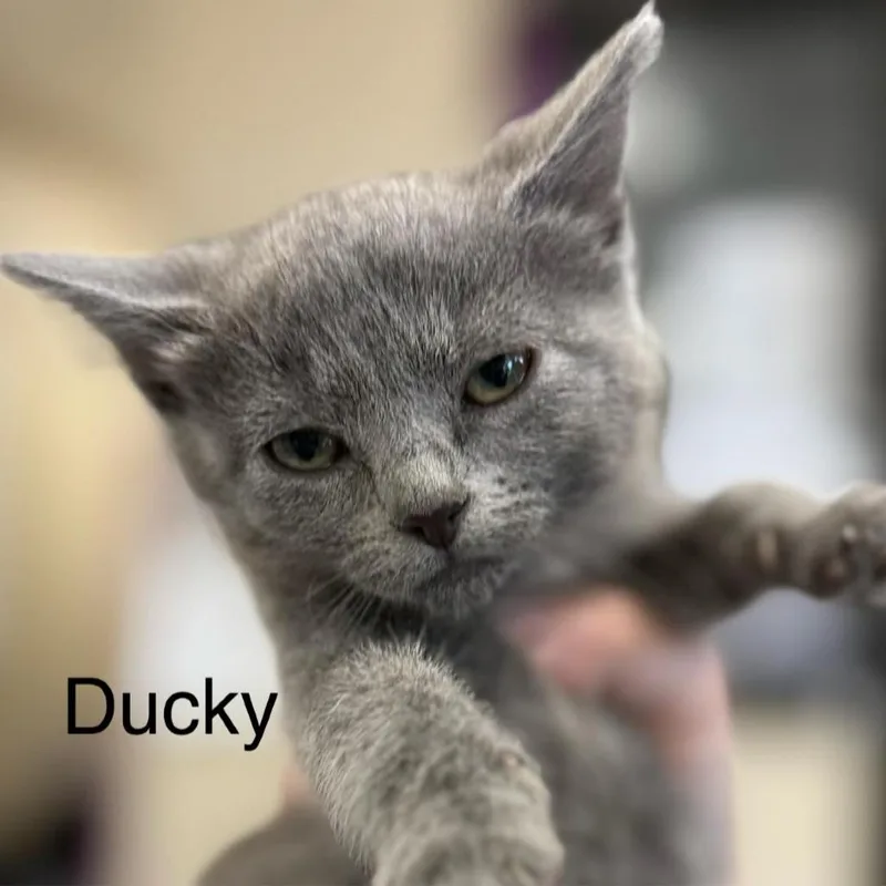 A baby small-sized female Gray / Blue / Silver Domestic Short Hair cat named Ducky for adoption in Caryville, TN