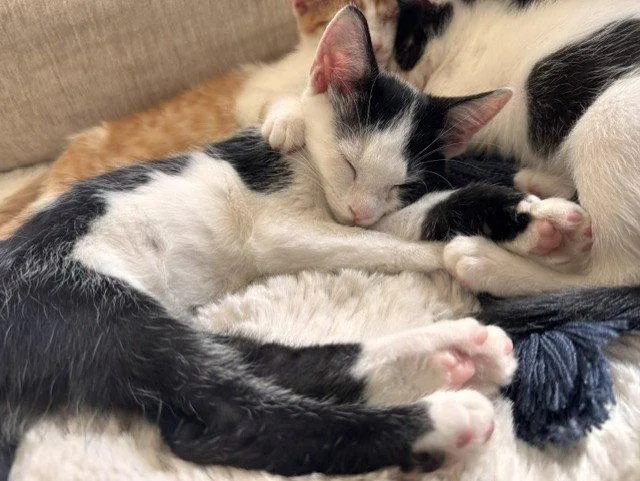 A baby medium-sized female White Domestic Short Hair cat named Viola for adoption in Herndon, VA