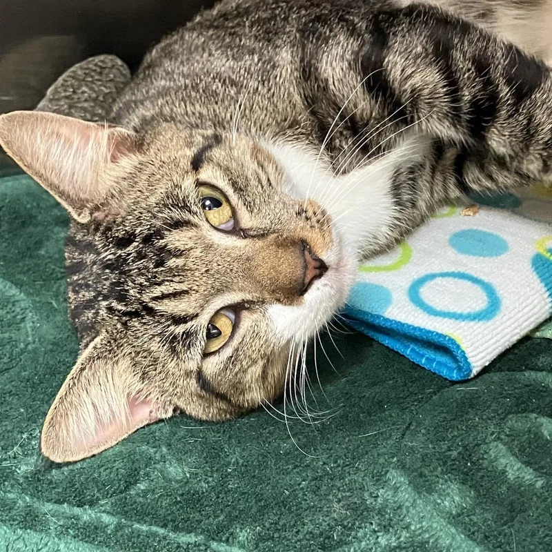 An adult large-sized male Domestic Short Hair cat named Percy for adoption in Port Charlotte, FL