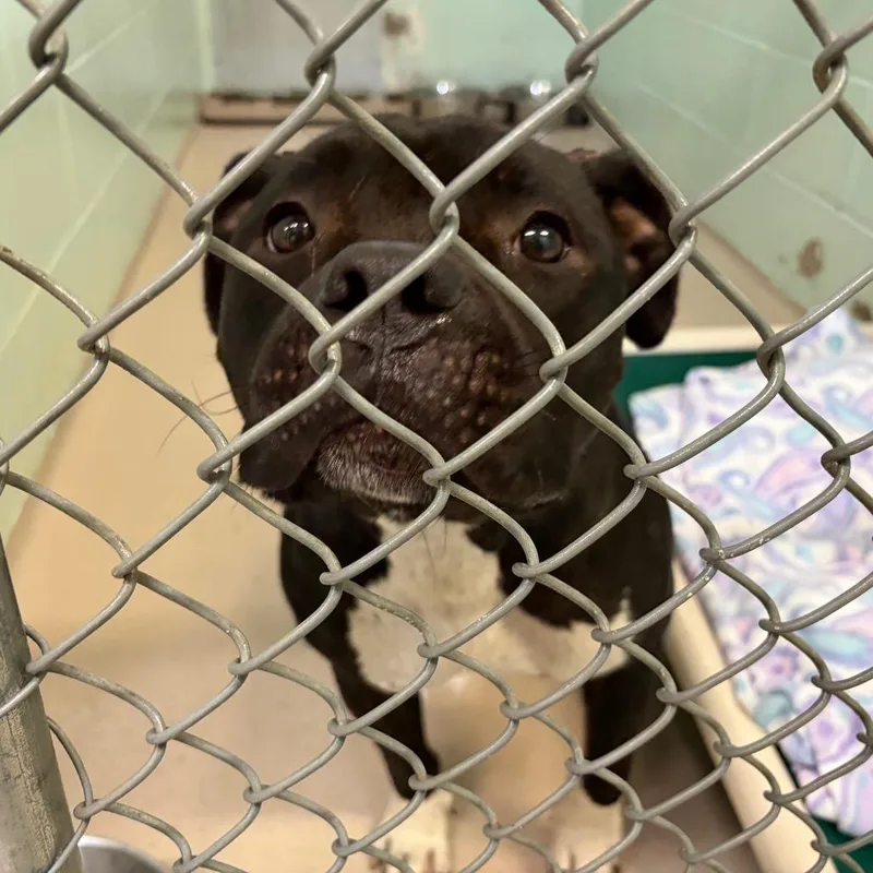A young medium-sized female Black Mixed Breed dog named S for adoption in Newark, NJ