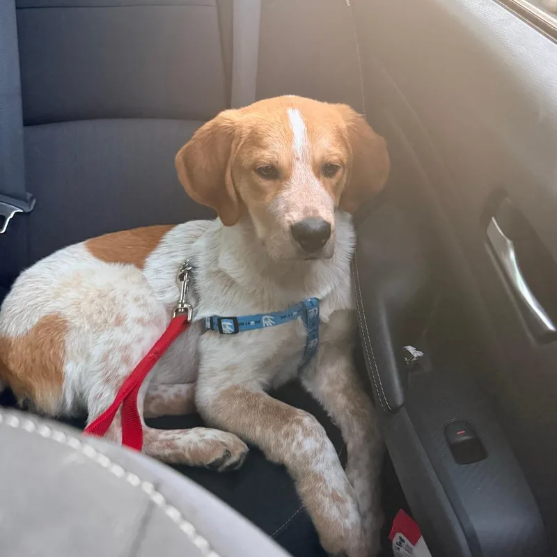 A young medium-sized male White / Cream Bluetick Coonhound dog named Rye for adoption in Charlottesville, VA