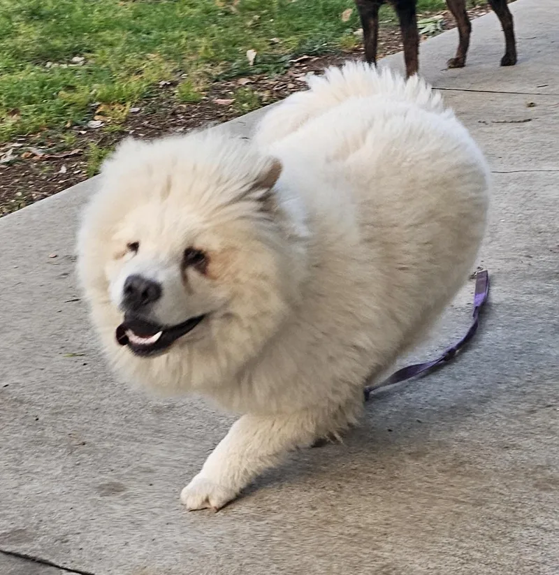 Buddy thumbnail 4