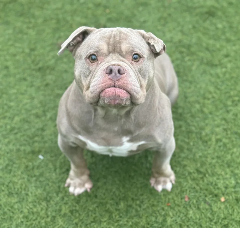 An adult medium-sized female Bulldog dog named Mavis for adoption in San Francisco, CA