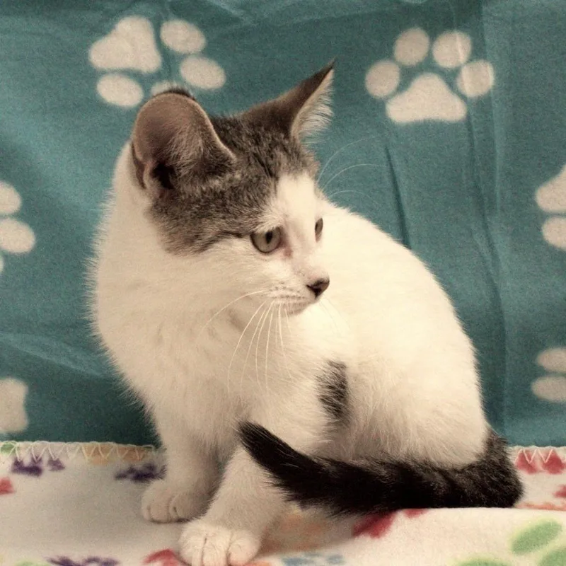 A baby small-sized female White Domestic Medium Hair cat named Itsy Bitsy for adoption in Carrollton, OH