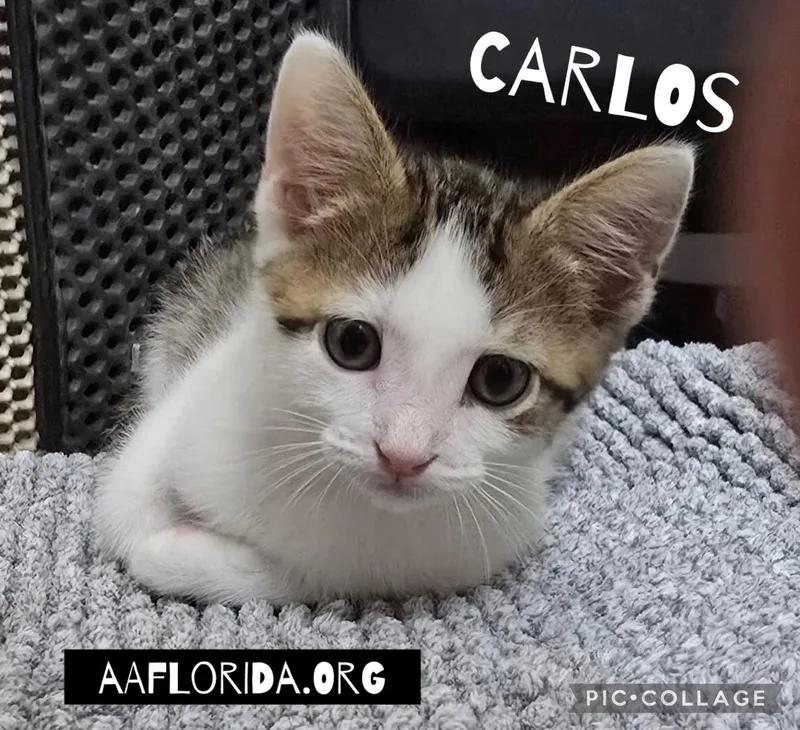 Carlos & Captain thumbnail 2