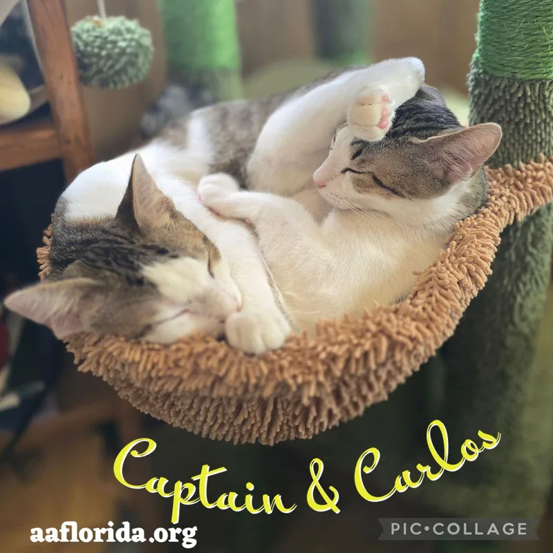 Carlos & Captain thumbnail 3