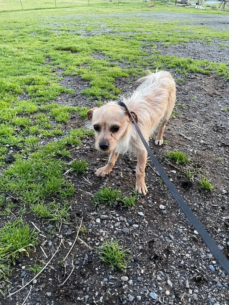 An adult small-sized male Apricot / Beige Terrier dog named Jessie for adoption in Fresno, CA