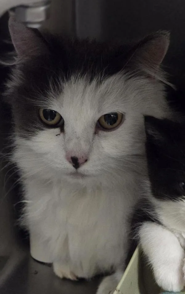 An adult medium-sized female Domestic Medium Hair cat named Felicity for adoption in Vancouver, WA