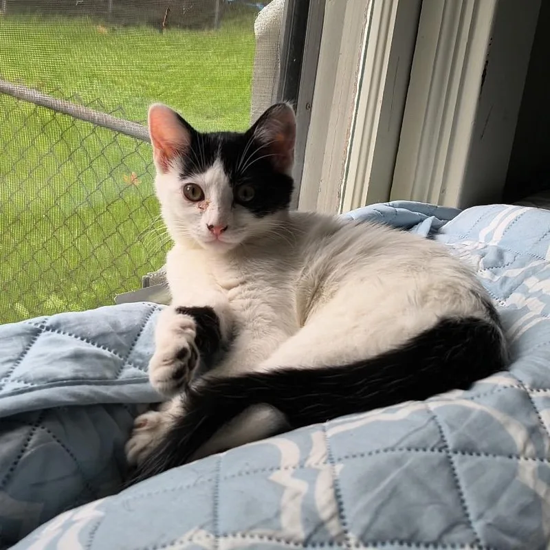 Pebbles
