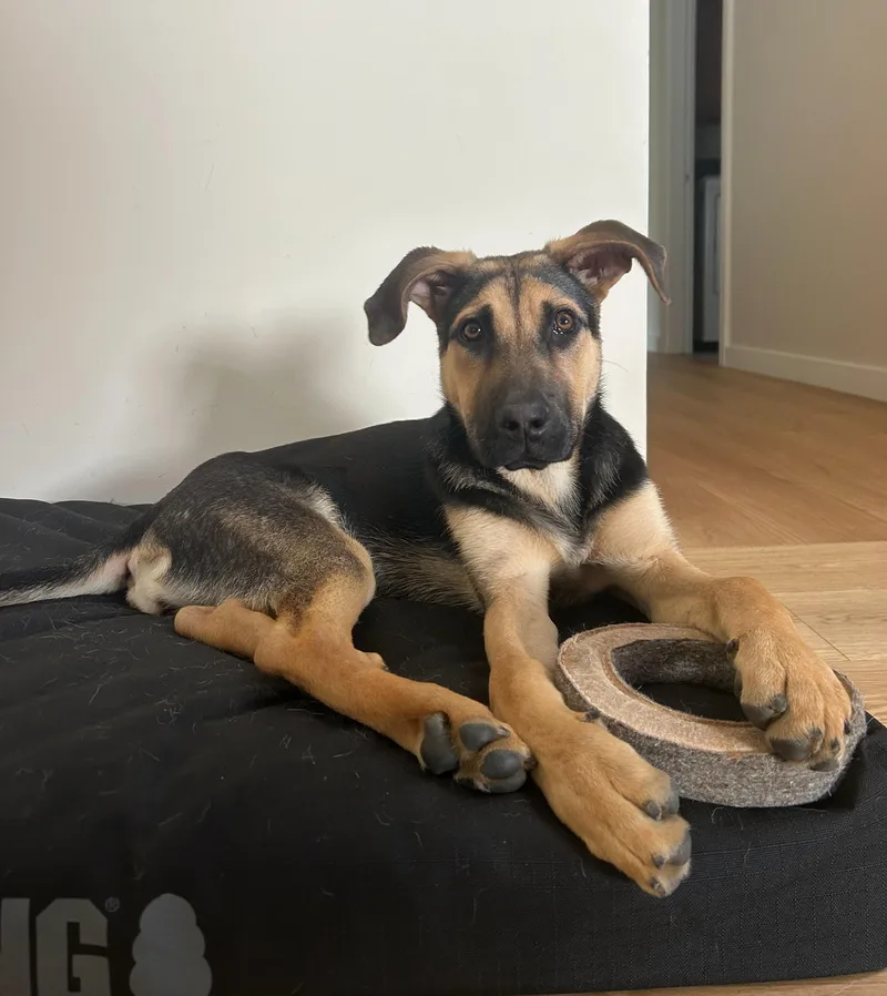 A young medium-sized female Mixed Breed dog named Butter Aka Butterfly for adoption in Bowdoin, ME