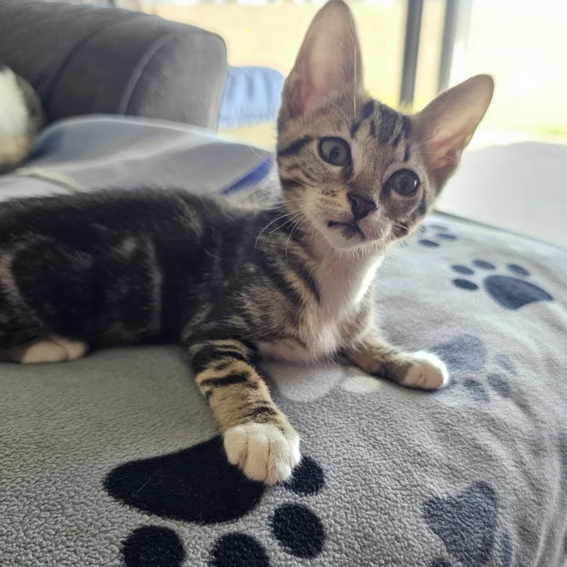 A baby small-sized male White Domestic Short Hair cat named Timber for adoption in Yorba Linda, CA