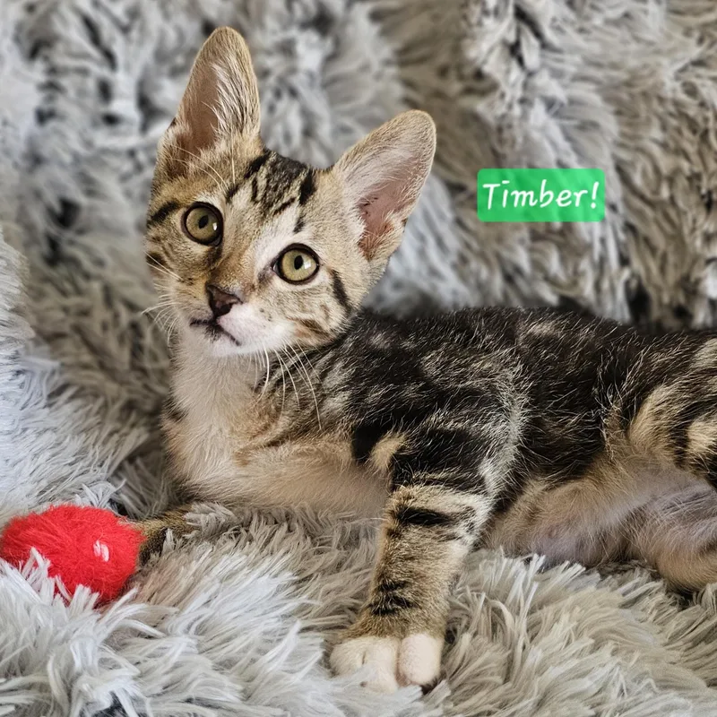 Timber thumbnail 3