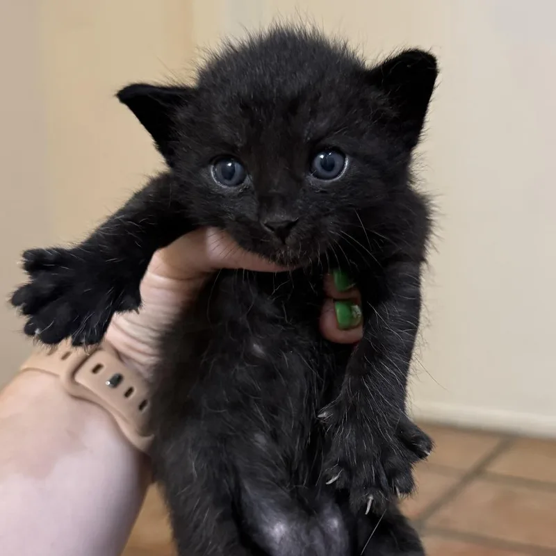 A baby small-sized male Black Domestic Short Hair cat named Pierre for adoption in Santa Barbara, CA