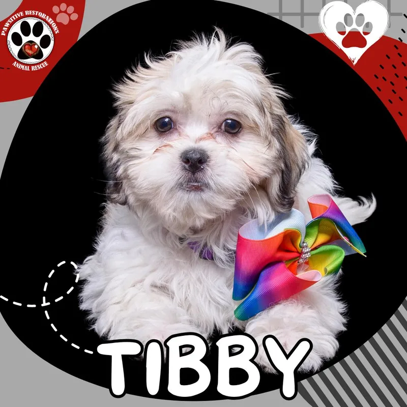 A baby small-sized female Apricot / Beige Shih Tzu dog named Tibby for adoption in Aurora, CO