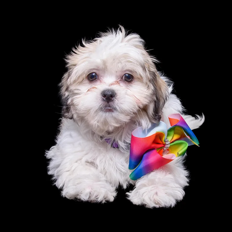 Tibby thumbnail 2