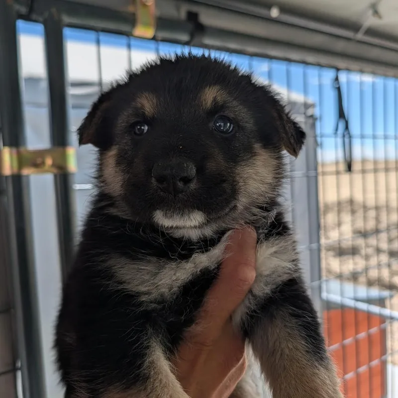 A baby small-sized male Black Australian Shepherd dog named Otis for adoption in Phoenix, AZ