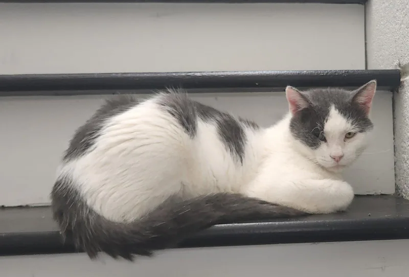 A young medium-sized male Gray & White Domestic Short Hair cat named Spanolee for adoption in Herndon, VA