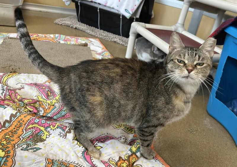 An adult medium-sized female Tabby (Buff / Tan / Fawn) Domestic Short Hair cat named Tahoe for adoption in Eatontown, NJ