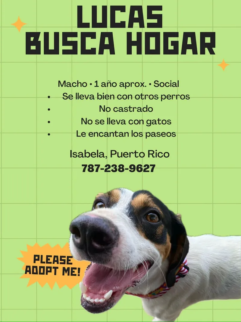 A young small-sized male Mixed Breed dog named Lucas for adoption in Rincon, PR