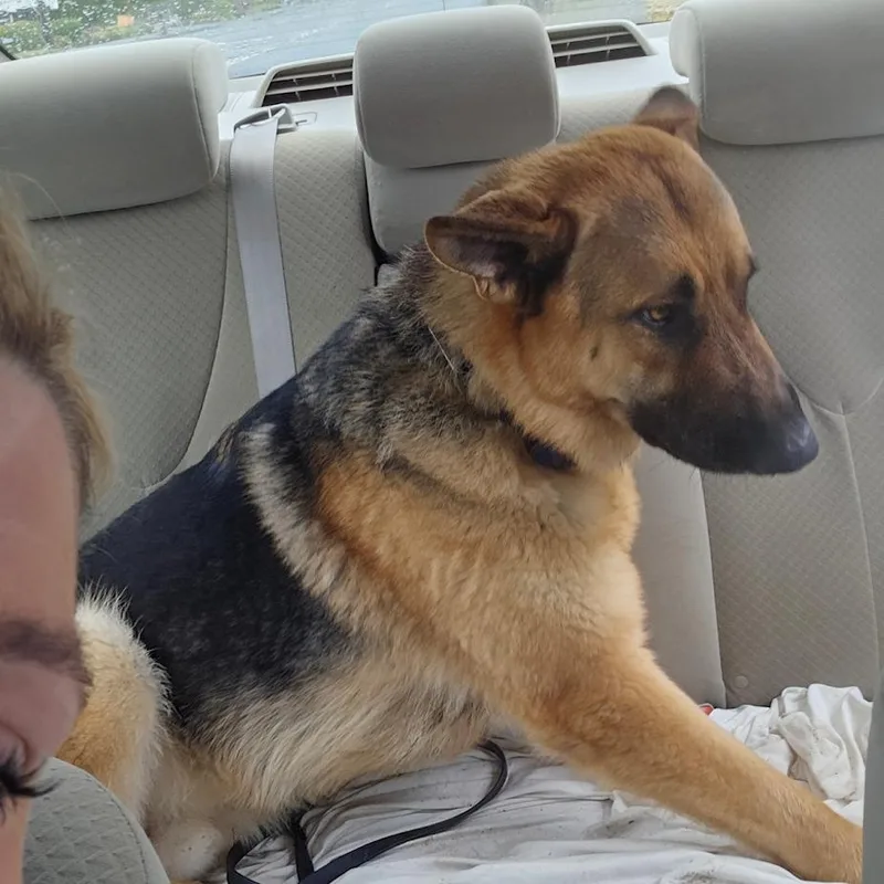 An adult large-sized male Brown / Chocolate German Shepherd Dog dog named Harley for adoption in Bellingham, WA