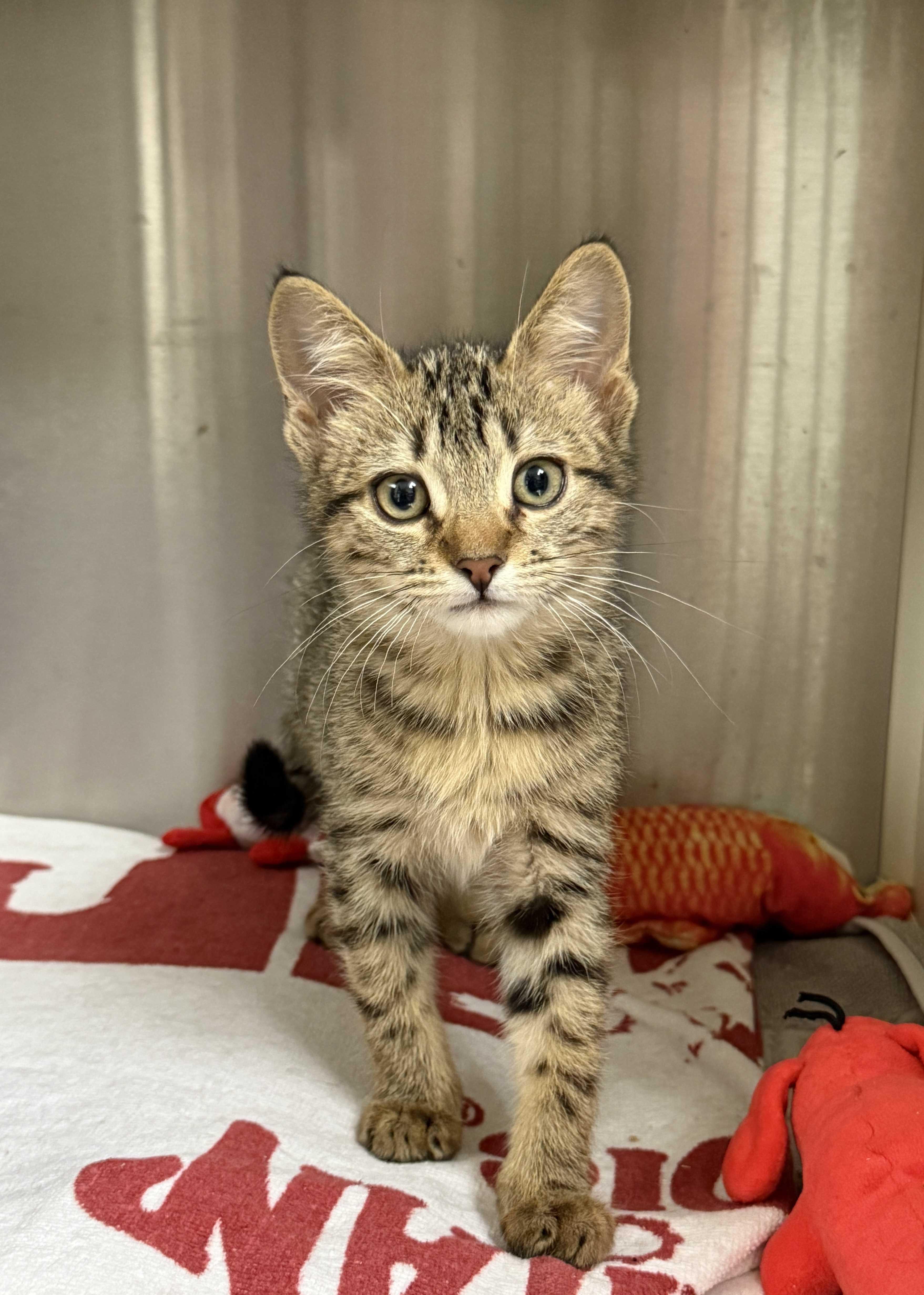 A young small-sized female Tabby (Brown / Chocolate) Domestic Short Hair cat named Cookie Dough for adoption in Aiken, SC