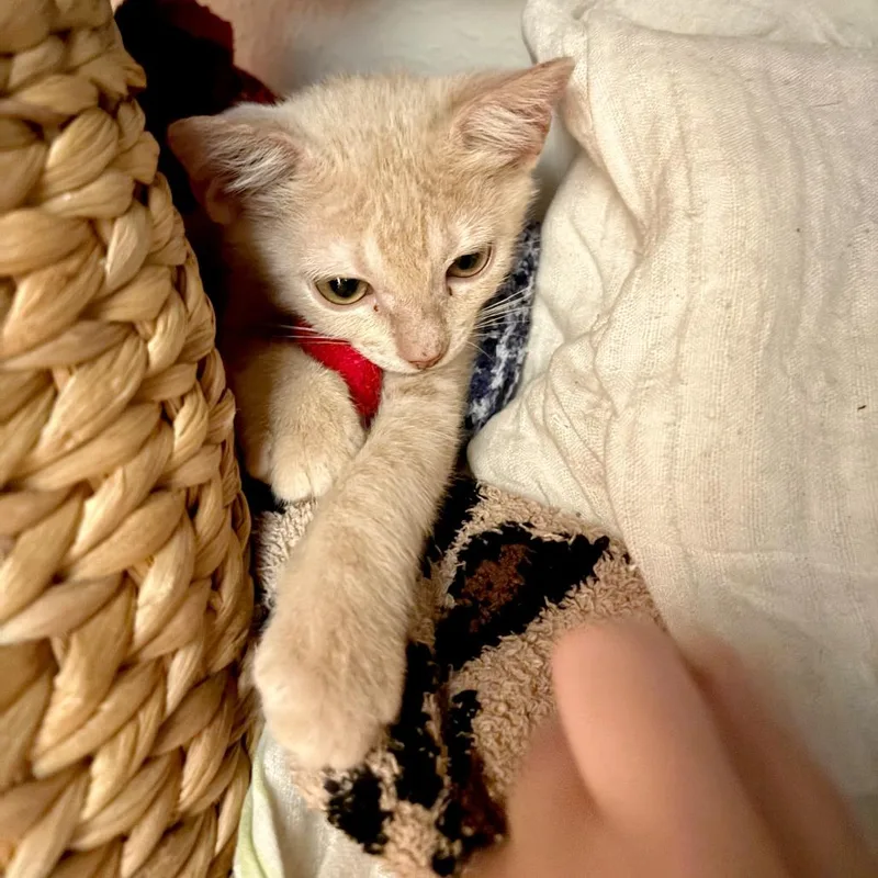A baby small-sized male Orange / Red Domestic Short Hair cat named Wanderer for adoption in Austin, TX