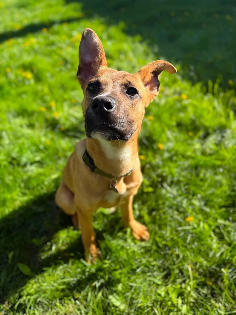 A young medium-sized male Yellow / Tan / Blond / Fawn Mixed Breed dog named Curry for adoption in De Pere, WI