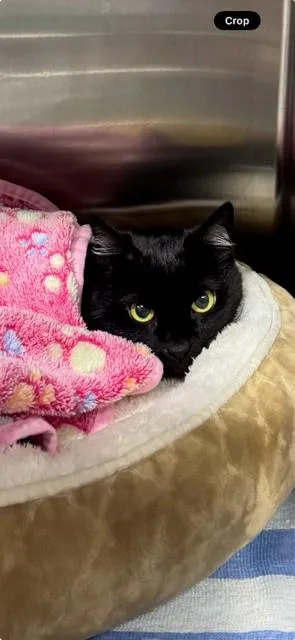 An adult medium-sized female Domestic Short Hair cat named Snickers for adoption in Naples, FL